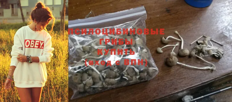 Галлюциногенные грибы Psilocybine cubensis  Кяхта 